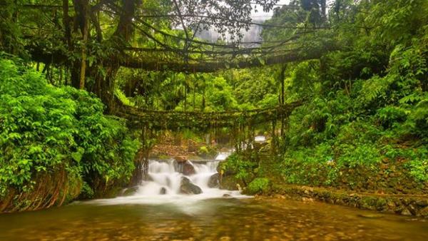 Bridges of tree roots in India